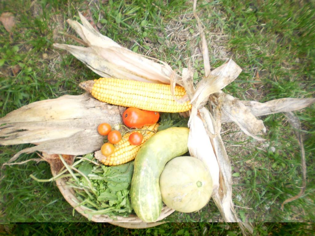 Green Fields Padoue Extérieur photo