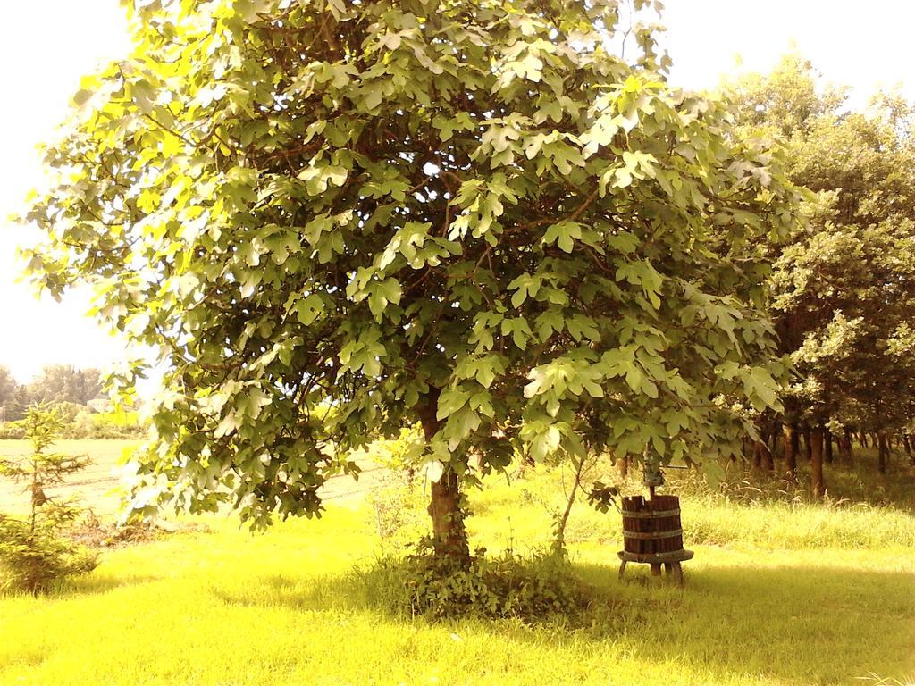 Green Fields Padoue Extérieur photo