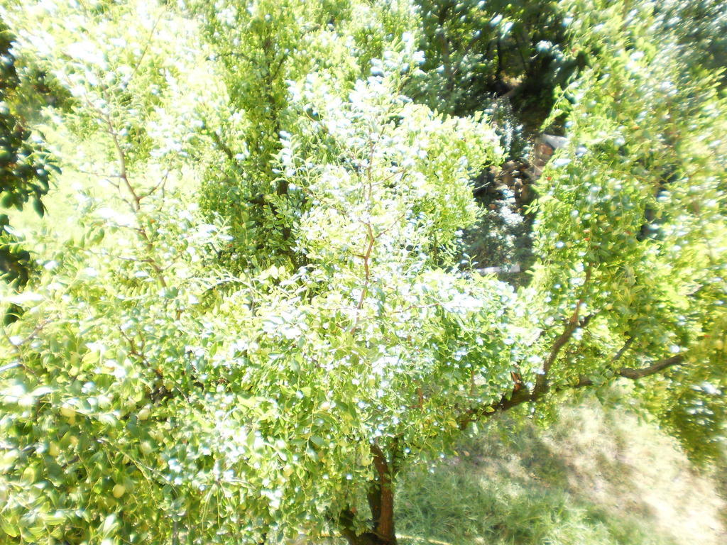 Green Fields Padoue Extérieur photo